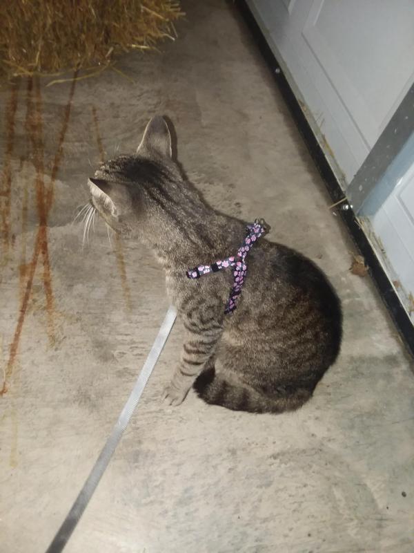 Tony Tiger of the ups98 family