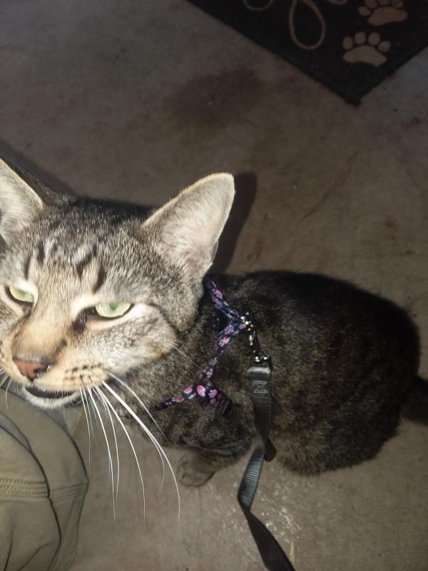 Tony Tiger of the ups98 family