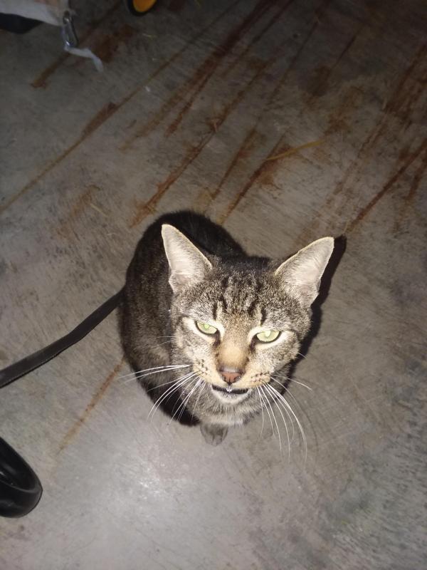 Tony Tiger of the ups98 family