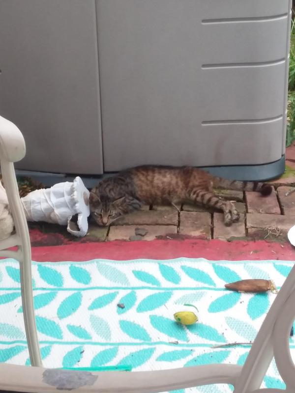 ups98 uploaded   216  day/s  ago