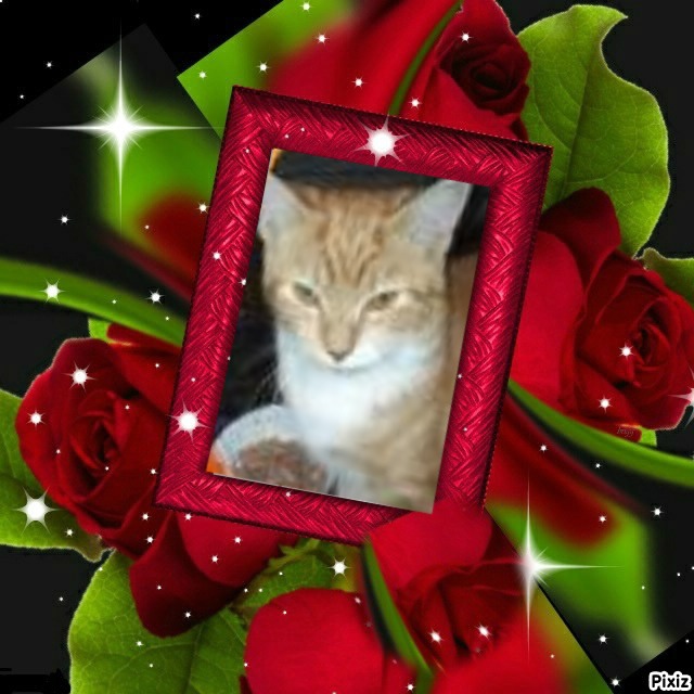 Lightening Bug of the ups98 family