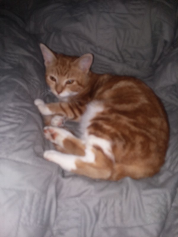 ups98 uploaded   211  day/s  ago