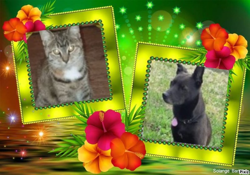 Rain Drop of the ups98 family