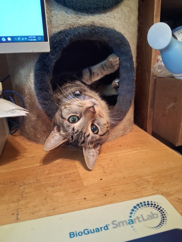 Tezcatlipoca of the ups98 family