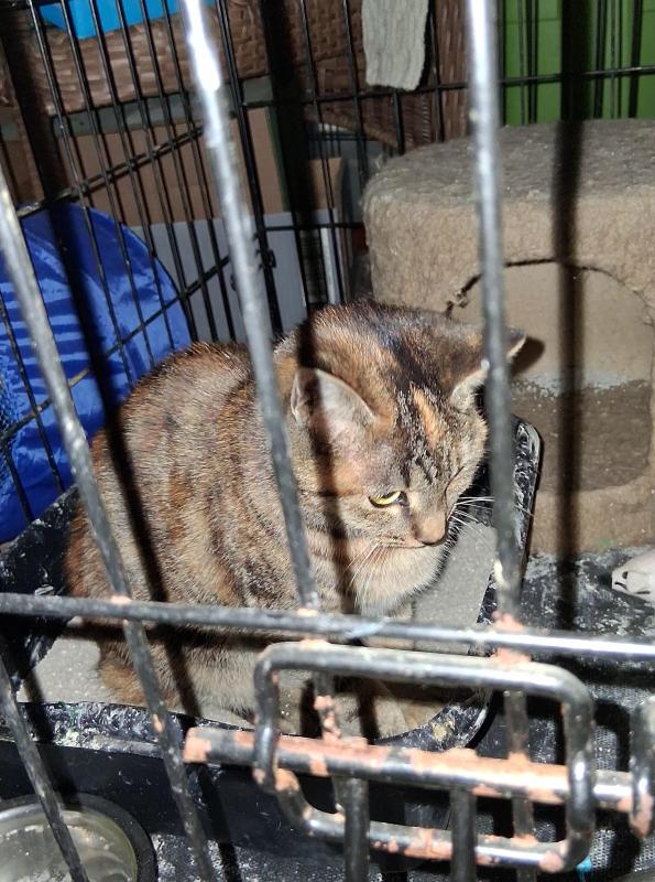 Ac of the ups98 family