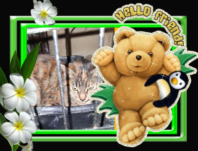 Ac of the ups98 family