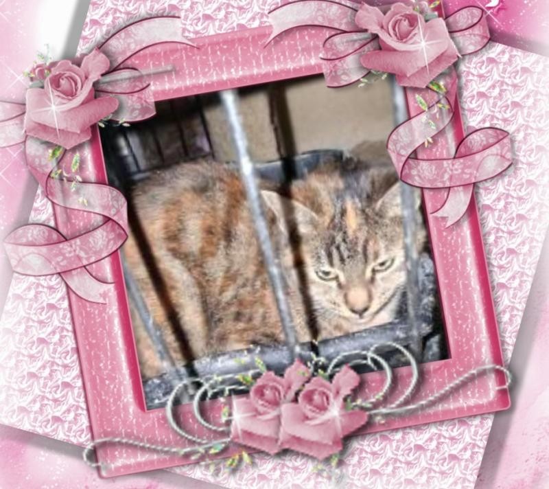 Ac of the ups98 family