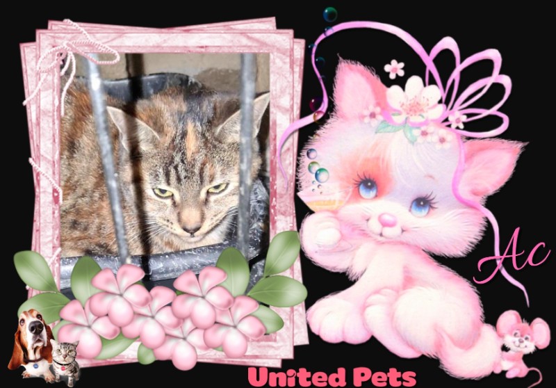 Ac of the ups98 family