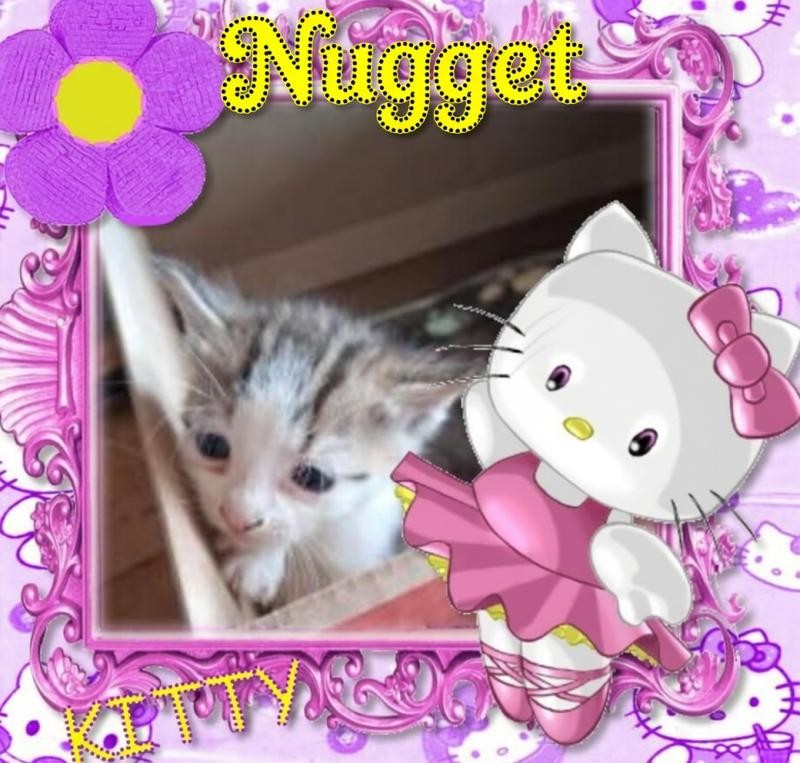 Nugget  Simi of the ups98 family