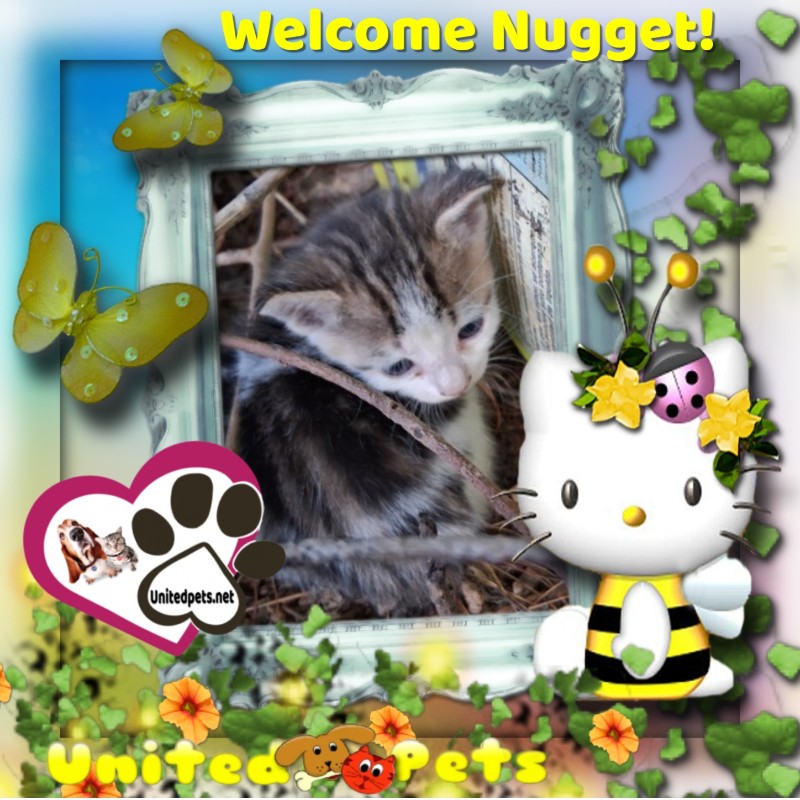 Nugget  Simi of the ups98 family