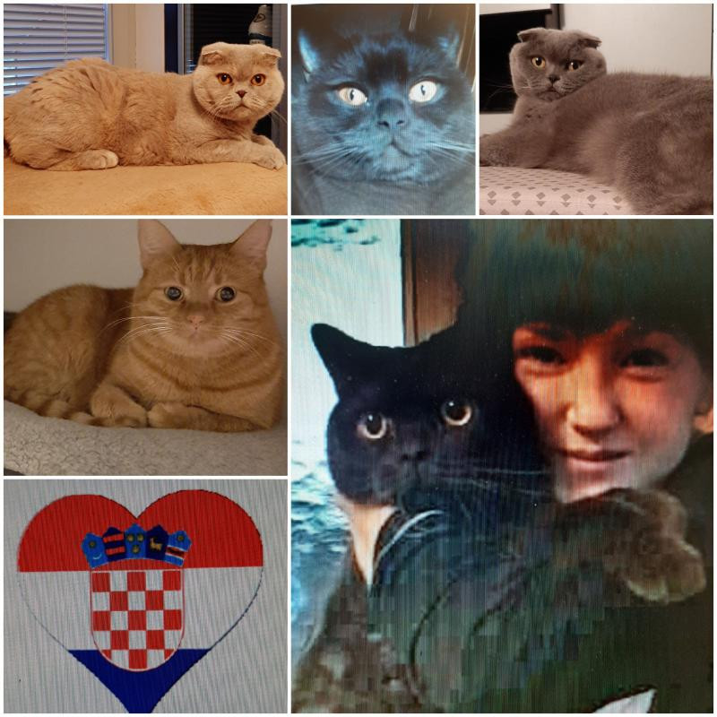 Edison Relaxer of the vesnahunjadi family