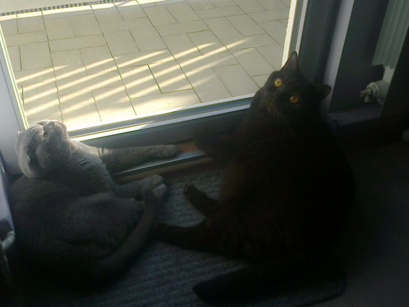 Edison Relaxer of the vesnahunjadi family