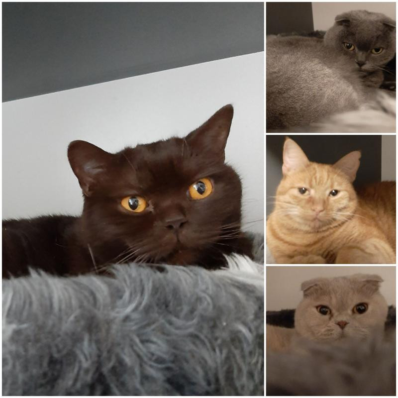 Edison Relaxer of the vesnahunjadi family