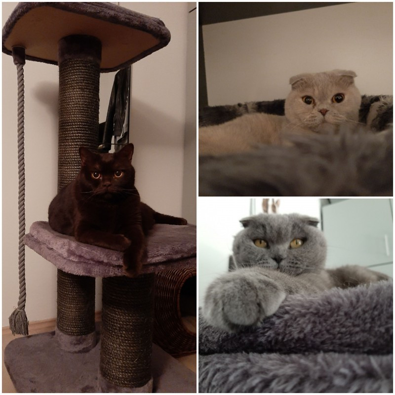 Edison Relaxer of the vesnahunjadi family