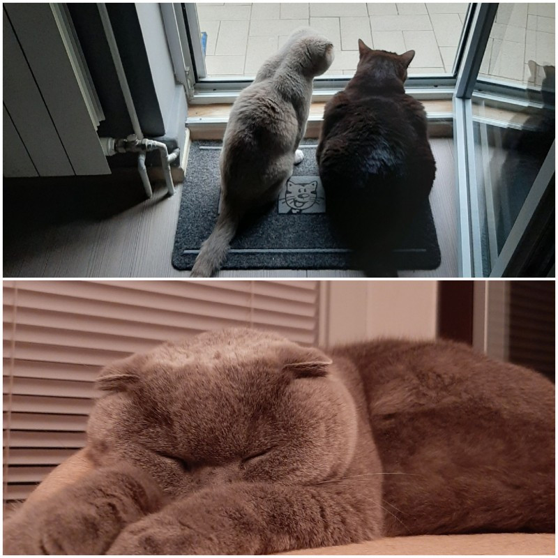 Edison Relaxer of the vesnahunjadi family