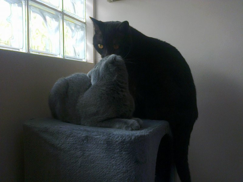 Edison Relaxer of the vesnahunjadi family