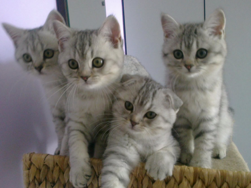 vesnahunjadi uploaded   6 year/s ago