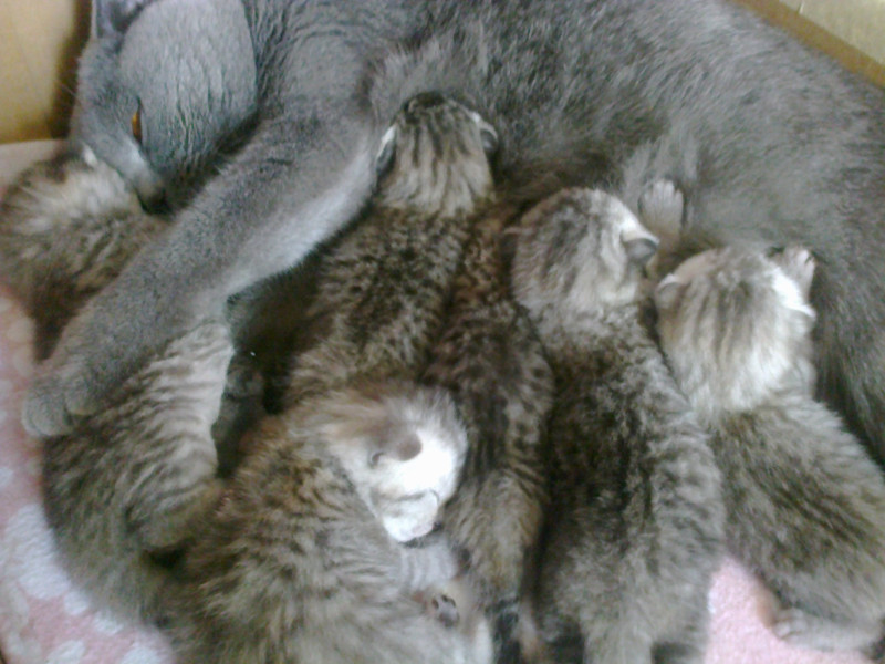 Tina Mariella of the vesnahunjadi family