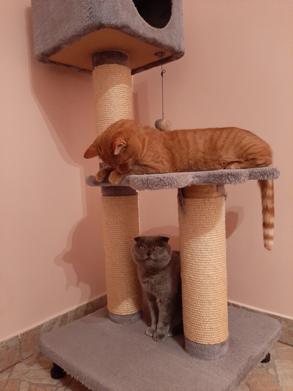 Tina Mariella of the vesnahunjadi family