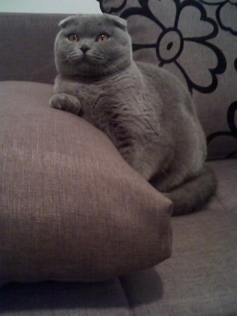 Tina Mariella of the vesnahunjadi family