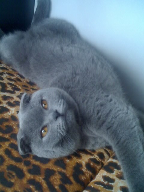 Tina Mariella of the vesnahunjadi family