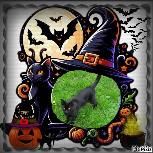 King Daco of the zoza1958 family