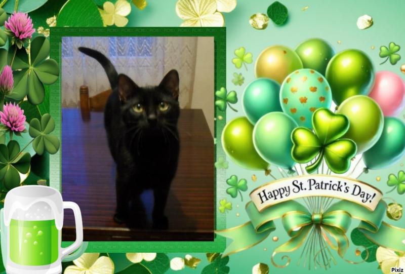 King Daco of the zoza1958 family