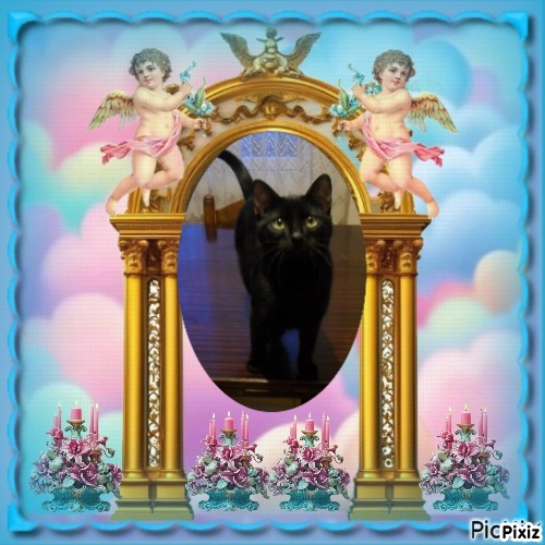 King Daco of the zoza1958 family