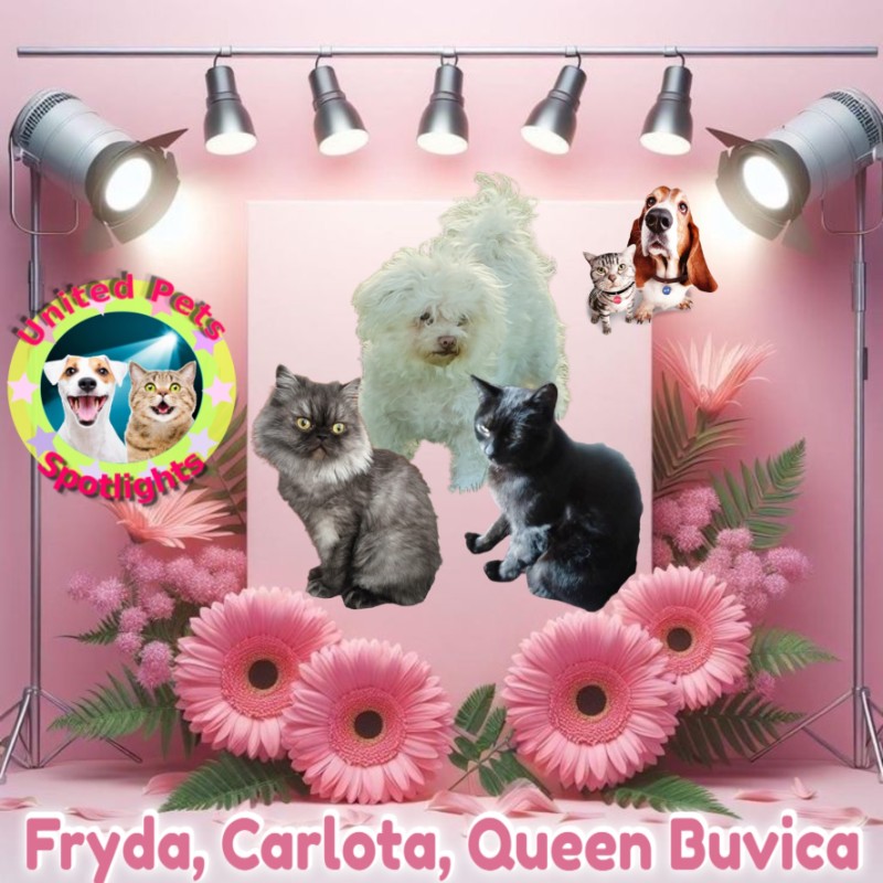 Queen Buvica of the zoza1958 family