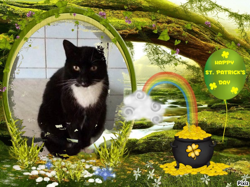 Queen  Miu Miu of the zoza1958 family