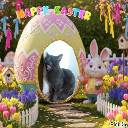 King Dacho of the zoza1958 family