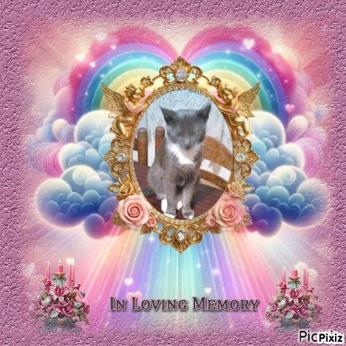 Prince Toso of the zoza1958 family