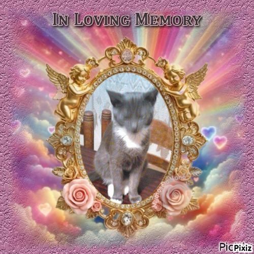 Prince Toso of the zoza1958 family