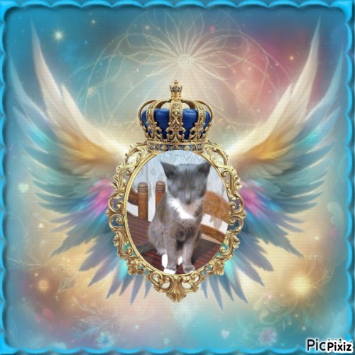 Prince Toso of the zoza1958 family