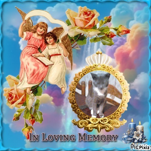 Prince Toso of the zoza1958 family