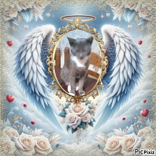 Prince Toso of the zoza1958 family