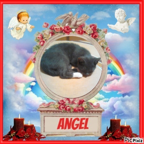 Prince Toso of the zoza1958 family