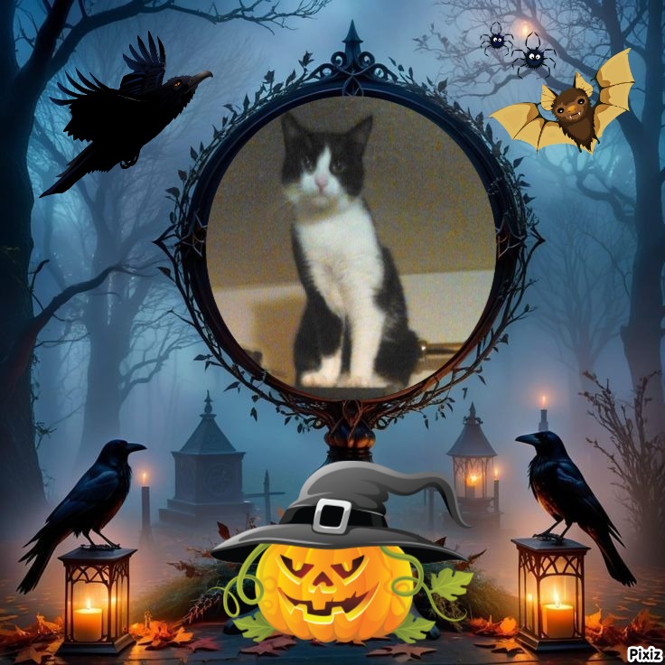 Prince Teo of the zoza1958 family