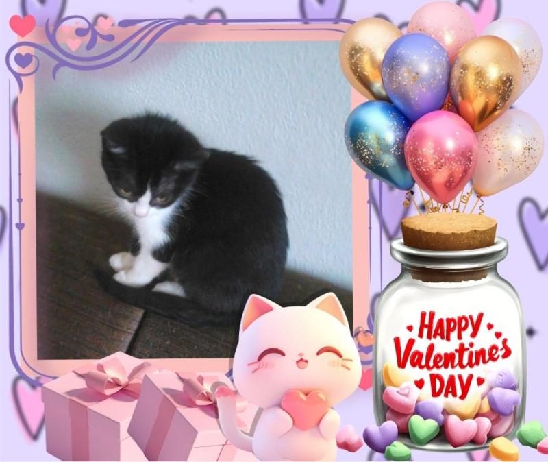 Prince Teo of the zoza1958 family