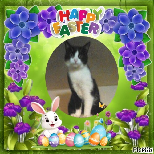 Prince Teo of the zoza1958 family