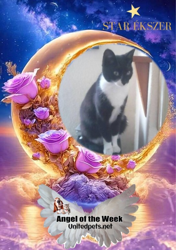 Princess Taca of the zoza1958 family