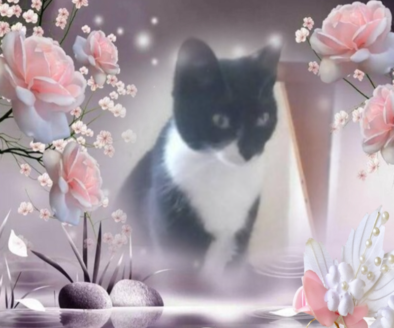 Princess Taca of the zoza1958 family