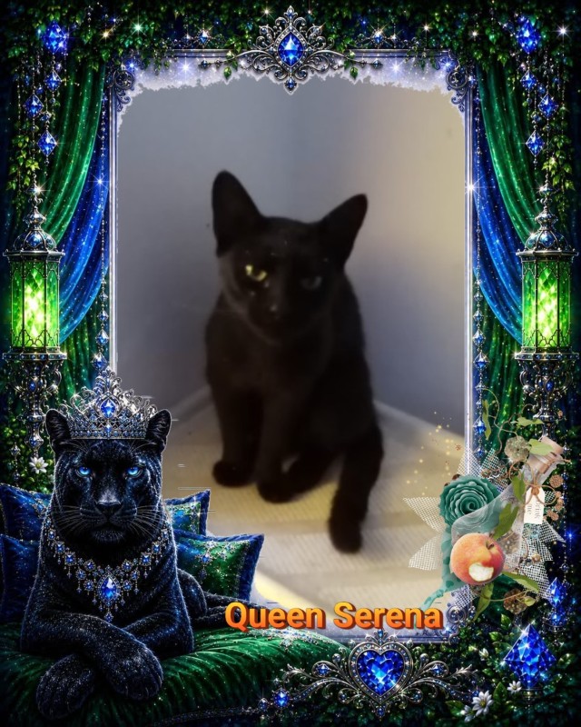 Queen  Serena of the zoza1958 family