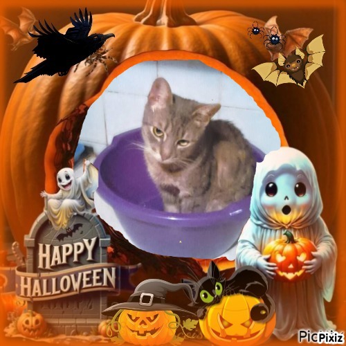 Prince Nole of the zoza1958 family