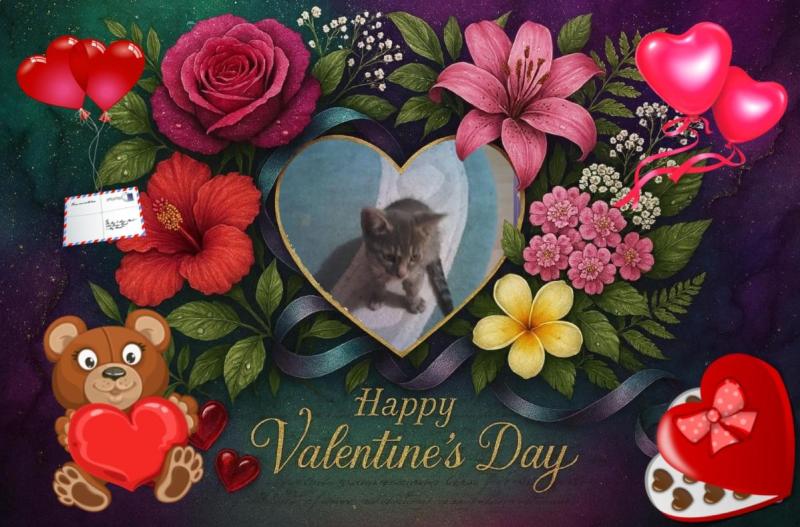 Prince Rafa of the zoza1958 family