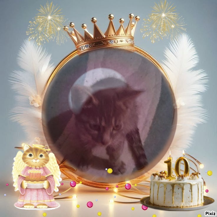 Prince Rafa of the zoza1958 family
