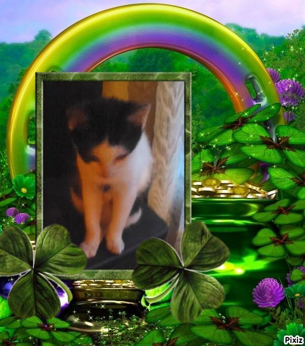 Prince Miko of the zoza1958 family