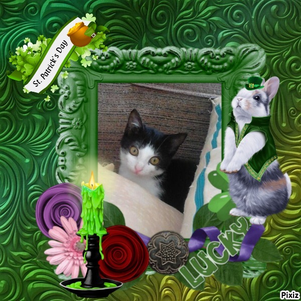 Princess Mau Mau of the zoza1958 family