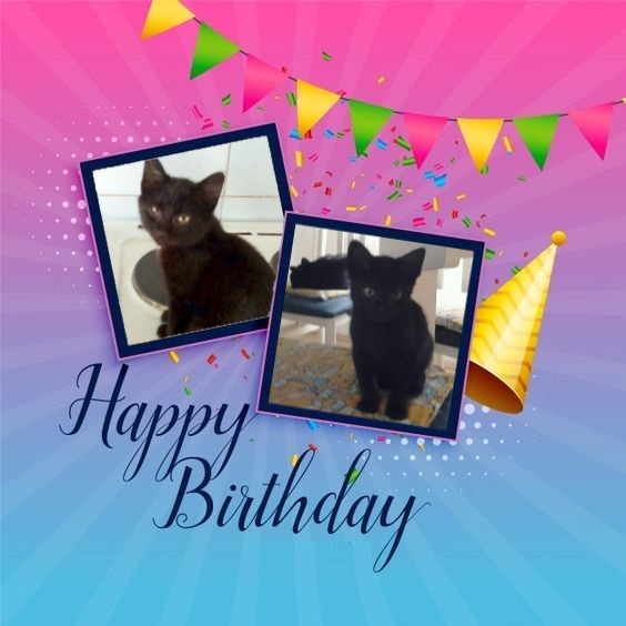 King  Zivko of the zoza1958 family