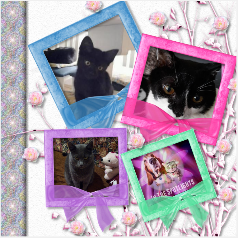 King  Zivko of the zoza1958 family